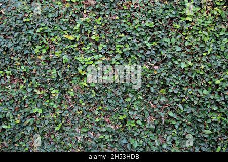 Grüne Panorama-Wandfläche für Dekorationsdesign. Natürliche Hintergrundstruktur. Vertikaler Garteninnenraum. Gartenarbeit im Innenbereich. Vollbild Stockfoto