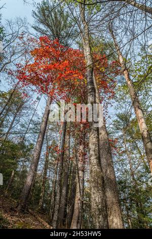 Große, hoch aufragende Bäume wachsen am Berghang entlang des Pfades mit leuchtend bunten Blättern im Herbst Stockfoto