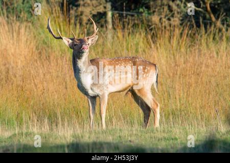 Damhirsch, Dama dama, Curling its Lip Tasting the Air während der Paarung, Brunftzeit, New Forest UK Stockfoto