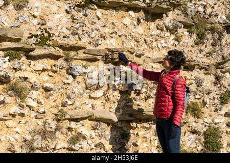 Eine Touristenfrau, die im Herbst einen Teil der ruinierten römischen Stadtmauer in Silchester anschaut und berührt. Hampshire, Großbritannien Stockfoto