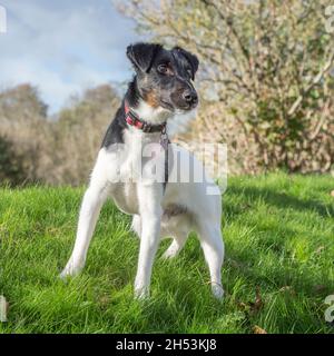 Smooth Fox Terrier Stockfoto