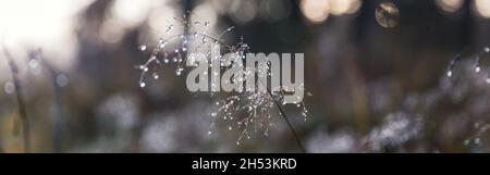 Abstrakter natürlicher Hintergrund, dünnes trockenes Gras, das bei nebelhaftem Herbstwetter mit Tropfen bedeckt ist Stockfoto