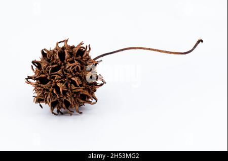 Süßgummi-Baum-Samenschote isoliert auf weißem Hintergrund Stockfoto