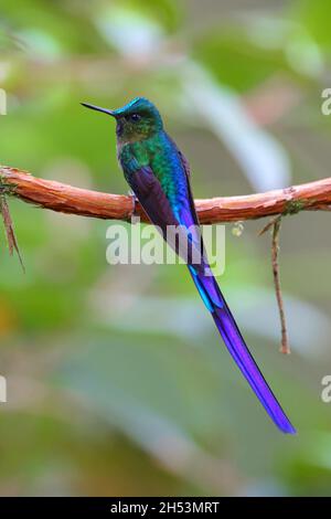 Ein erwachsener männlicher Violet-tailed sylph (Aglaiocercus coelestis) Kolibri, der auf einem Zweig in Ecuador, Südamerika, thront Stockfoto