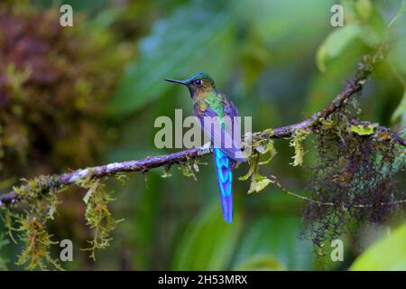 Ein erwachsener männlicher Violet-tailed sylph (Aglaiocercus coelestis) Kolibri, der auf einem Zweig in Ecuador, Südamerika, thront Stockfoto