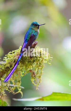 Ein erwachsener männlicher Violet-tailed sylph (Aglaiocercus coelestis) Kolibri, der auf einem Zweig in Ecuador, Südamerika, thront Stockfoto