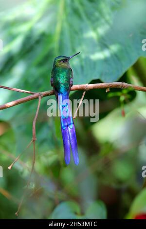 Ein erwachsener männlicher Violet-tailed sylph (Aglaiocercus coelestis) Kolibri, der auf einem Zweig in Ecuador, Südamerika, thront Stockfoto