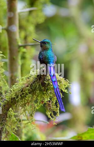 Ein erwachsener männlicher Violet-tailed sylph (Aglaiocercus coelestis) Kolibri, der auf einem Zweig in Ecuador, Südamerika, thront Stockfoto