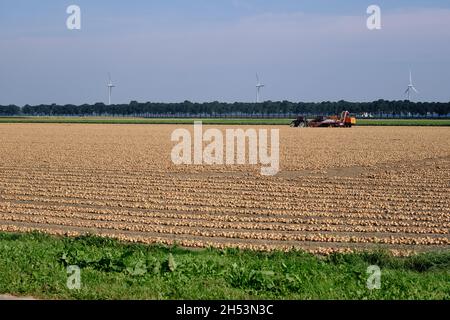 Reihen von geernteten Zwiebeln, trocknend in einem landwirtschaftlichen Feld warten auf die Abholung. Traktor und Zwiebellader im Hintergrund. Flevoland Provinz, die Stockfoto