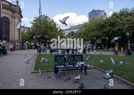 Feral-Tauben schwärmen am 15. Oktober 2021 neben einer Parkbank auf dem Cathedral Square in Birmingham, Großbritannien, nach Saatgut. Feral-Tauben, auch Stadttauben, Stadttauben oder Straßentauben genannt, sind Tauben, die von den Haustauben stammen, die in die Wildnis zurückgekehrt sind. Stockfoto