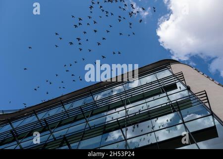 Feral-Tauben strömen am 15. Oktober 2021 in Birmingham, Großbritannien, in die Luft über einem modernen Bürogebäude. Feral-Tauben, auch Stadttauben, Stadttauben oder Straßentauben genannt, sind Tauben, die von den Haustauben stammen, die in die Wildnis zurückgekehrt sind. Stockfoto