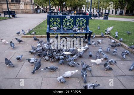 Feral-Tauben schwärmen am 15. Oktober 2021 neben einer Parkbank auf dem Cathedral Square in Birmingham, Großbritannien, nach Saatgut. Feral-Tauben, auch Stadttauben, Stadttauben oder Straßentauben genannt, sind Tauben, die von den Haustauben stammen, die in die Wildnis zurückgekehrt sind. Stockfoto