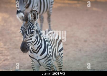 Nahaufnahme eines Zebra-Fohlens, das im Freien steht Stockfoto