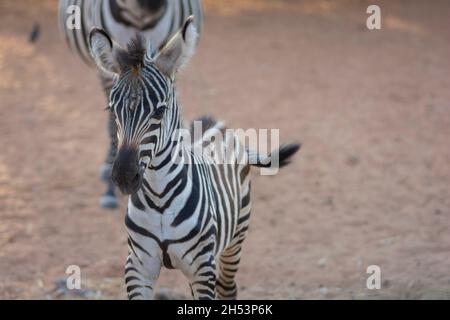 Nahaufnahme eines Zebra-Fohlens, das im Freien steht Stockfoto