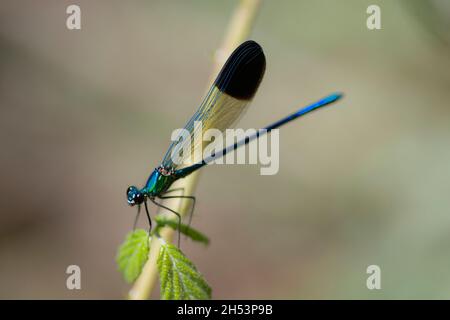 Nahaufnahme des Calopteryx syriaca, bekannt als die syrische demoiselle, die im Süden beheimatet ist Stockfoto