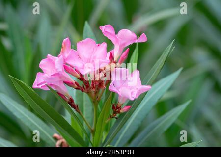 Nahaufnahme eines Nerium Oleander, allgemein bekannt als Oleander oder nerium, der normalerweise mit dem Mittelmeerbecken assoziiert wird. Stockfoto