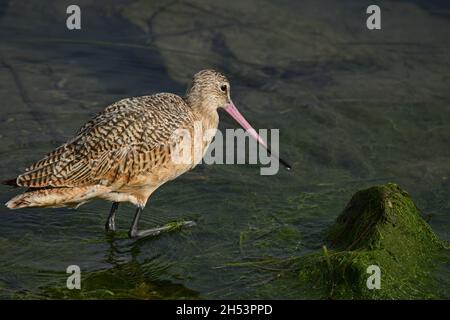 Marmorierte Godwit (Limosa fedoa) in San Diego, Kalifornien, USA Stockfoto