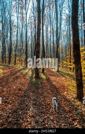 Ein Hund in einem Herbstwald. Lange Schatten von den Bäumen, grünes Gras und heruntergefallene Blätter. Zwischen den Stämmen der Bäume wurden Sonnenstrahlen durchbohrt Stockfoto