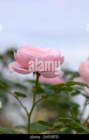 Blume der Strauchrose Rosa 'Königin von Schweden' in einem Garten Stockfoto