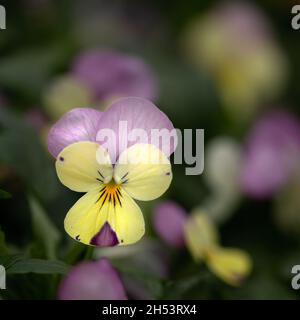 Nahaufnahme des Flügels der Viola-Zitronenrose Stockfoto