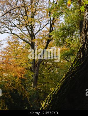 Baum im Wald im Herbst. Aufgenommen im Vogrie Country Park, Midlothian Scotland Stockfoto