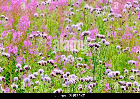 Ein Bild, das einen kleinen Abschnitt von rauem Boden mit wilden Blumen zeigt, mit Fokus auf schleichende Thistle (cirsium arvense). Stockfoto