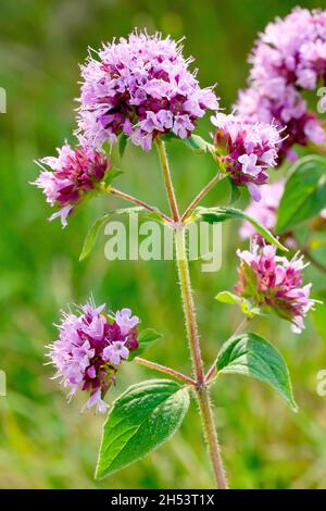 Majoran (origanum vulgare), Nahaufnahme der Pflanze in voller Blüte mit mehreren Köpfen kleiner rosa Blüten. Stockfoto