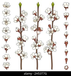 Satz von Farbbildern mit blühenden Frühlingszweigen. Isolierte Vektorobjekte auf weißem Hintergrund. Stock Vektor