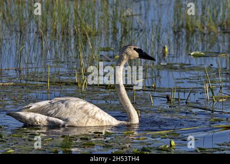 Das Crex Meadows State Wildlife Area ist ein geschütztes Refugium, das vom paddelenden Trompeter Swan genutzt wird Stockfoto