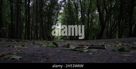 Die Straße im Park ist übersät mit gefallenen. Herbst im Park. Blätter fallen von Bäumen Stockfoto