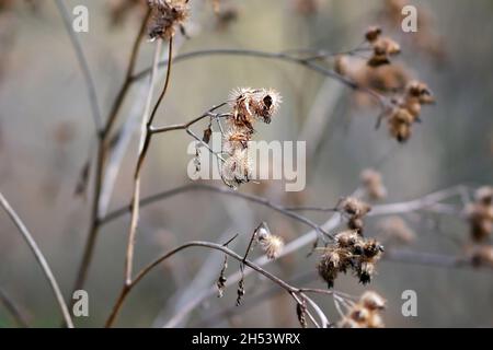 Herbst, trockener Stamm mit Samen Klettengras (Rudus, Ruderis) Pflanze aus nächster Nähe. Arctium lappa. Familie der Asteraceae Stockfoto