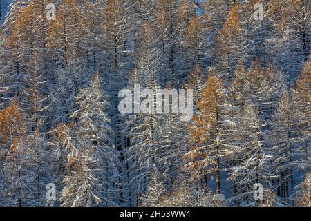 FRANKREICH. ALPES-MARITIMES (06) ISOLA 2000 SKIGEBIET Stockfoto