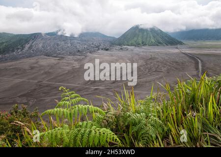 Blick auf die Vulkane Bromo und Batok von Cemoro Lawang, Bromo Tengger Semeru National Park, East Java, Indonesien Stockfoto
