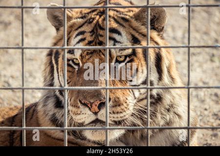 Nahaufnahme eines sibirischen Tigers hinter einem Käfig in der Slowakei Stockfoto