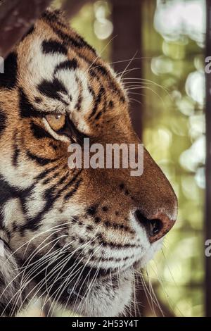 Nahaufnahme eines sibirischen Tigers in einem großen Katzenheiligtum in der Slowakei Stockfoto