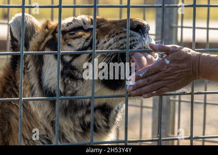 Nahaufnahme eines sibirischen Tigers, der eine süße Creme leckt und isst, bilden eine Hand Stockfoto