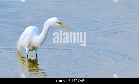 Silberreiher (Ardea alba) jagen in einer runden, sich ausdehnenden Welligkeit. Horizontaler Hintergrund. Speicherplatz kopieren. Hintergrund. Stockfoto