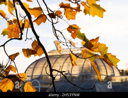 Herbstlaub und das Palm House in Kew Gardens, London, Großbritannien Stockfoto