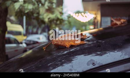 Das gefallene orangefarbene Blatt des Platanenbaums auf dem Dach des Autos ist vom Regen nass. Herbst in der Stadt. Stockfoto