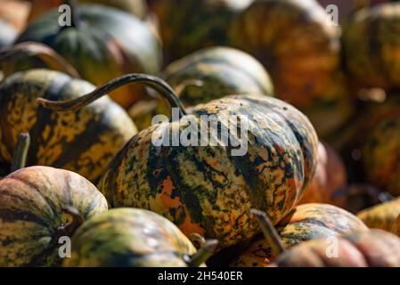 Ein Haufen Kürbisse in verschiedenen Farben Stockfoto