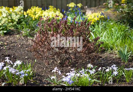 Frostgeschädigte Pflanze, abgestorbener hebe-Strauch in einem Blumenbeet im Winter, britischer Garten Stockfoto