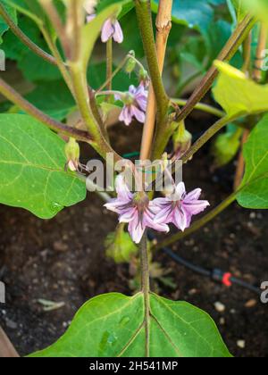 Blüten der Aubergine-Pflanze im Bio-Gemüsegarten Stockfoto