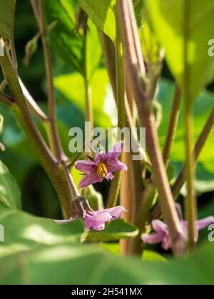 Blüten der Aubergine-Pflanze im Bio-Gemüsegarten Stockfoto