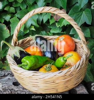Weidenkorb mit frisch gepflückten Paprika, Tomaten und Auberginen aus Bio-Garten Stockfoto