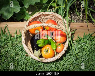 Weidenkorb mit frisch gepflückten Paprika, Tomaten und Auberginen aus Bio-Garten Stockfoto