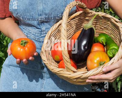 Eine landwirtschaftliche Frau hält einen Korbkorb mit Paprika, Tomaten und Auberginen, frisch aus dem Bio-Garten gepflückt. Stockfoto