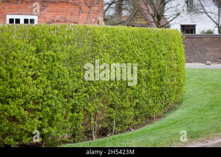 Gartenhecke, wilder Gehege (Ligustrum vulgare) außerhalb des viktorianischen Hauses im Frühling, Großbritannien Stockfoto