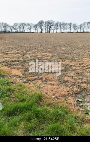 Glyphosat, ein chemisches Herbizid, wird auf ein Feld gesprüht, um Unkraut zu kontrollieren. Buckinghamshire, Großbritannien Stockfoto