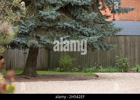 Crown Lifting oder Sockellifting, ein Nadelbaum mit abgesenktem unteren Ästen, um einem britischen Garten mehr Licht und Platz zu verleihen Stockfoto