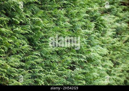 Immergrüne Gartenhecke, leyland Zypresse (leylandii), Nahaufnahme der Blätter im britischen Garten Stockfoto